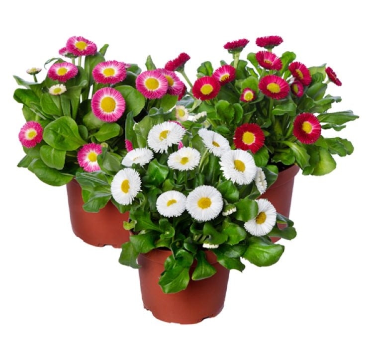 ŞEKER TABAĞI ( ÇOKLU TOHUM ) - 150 Tohum - KARIŞIK Renk - MegCiTo