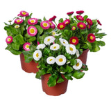 ŞEKER TABAĞI ( ÇOKLU TOHUM ) - 150 Tohum - KARIŞIK Renk - MegCiTo