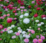 ŞEKER TABAĞI ( ÇOKLU TOHUM ) - 150 Tohum - KARIŞIK Renk - MegCiTo