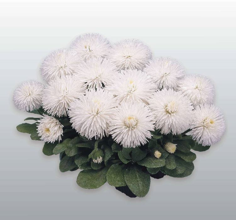 Şeker Papatya Tohumu ( Katmerli ) Beyaz Renkli - 20 Tohum - MegCiTo