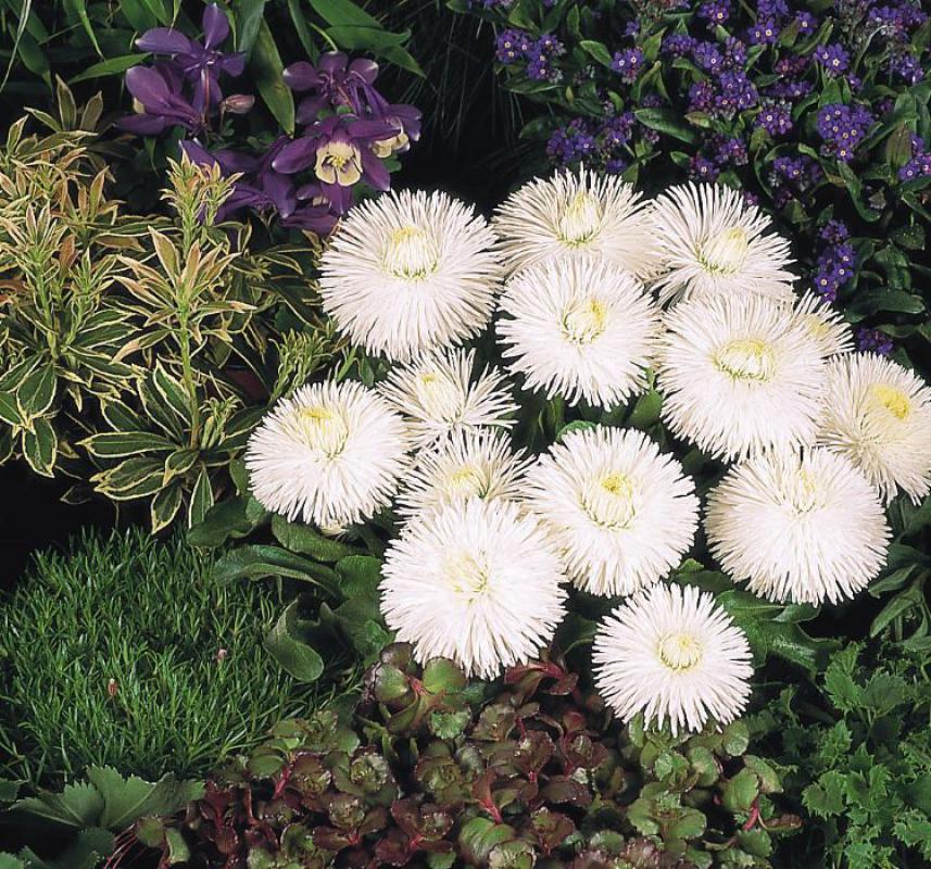 Şeker Papatya Tohumu ( Katmerli ) Beyaz Renkli - 20 Tohum - MegCiTo