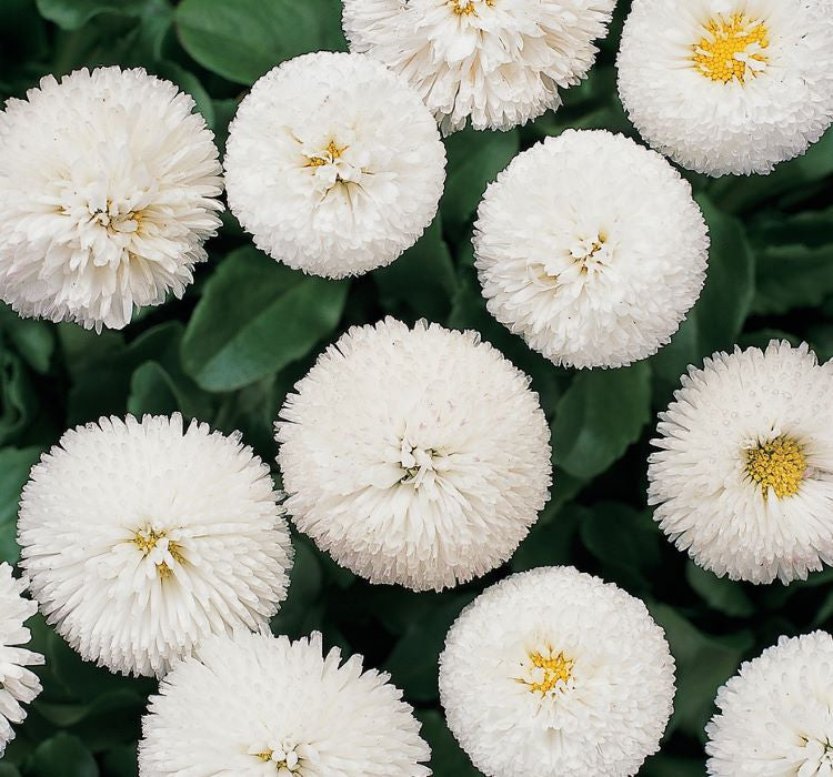 Şeker Papatya Tohumu ( Katmerli ) Beyaz Renkli - 20 Tohum - MegCiTo