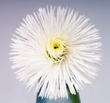 Şeker Papatya Tohumu ( Katmerli ) Beyaz Renkli - 20 Tohum - MegCiTo