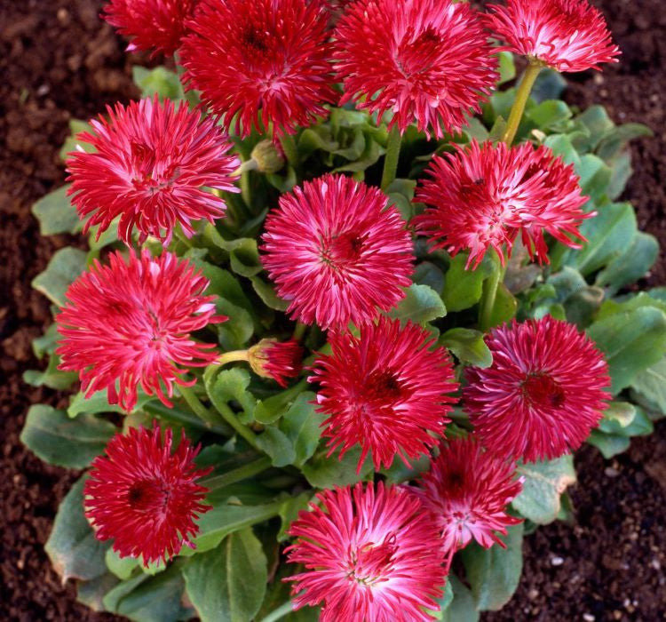 Şeker Papatya Tohumu ( Katmerli ) Kırmızı Renkli - 20 Tohum - MegCiTo