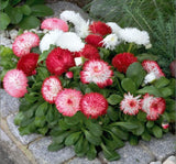 Şeker Tabağı Papatya Tohumu ( Ponpon ) - Karışık Renkli - 10 Tohum - MegCiTo