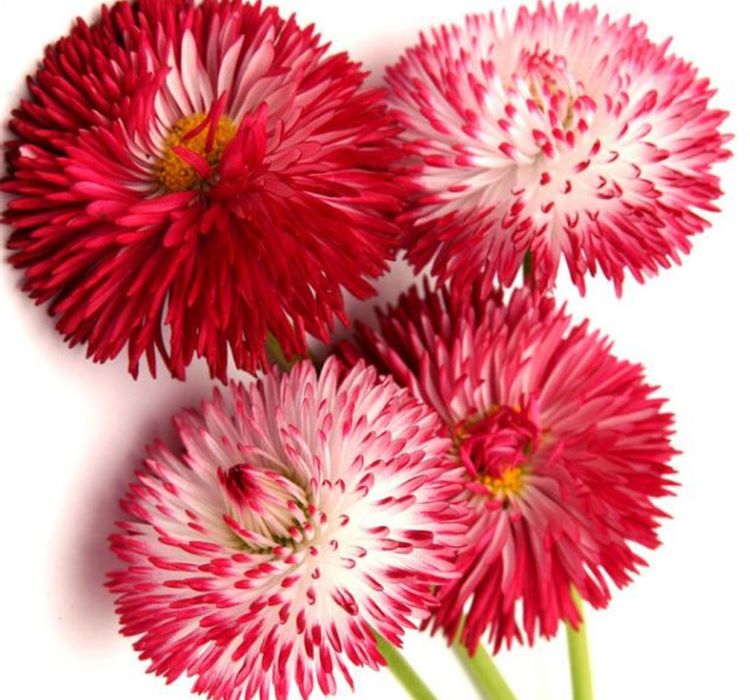 Şeker Tabağı Papatya Tohumu ( Ponpon ) - Karışık Renkli - 10 Tohum - MegCiTo