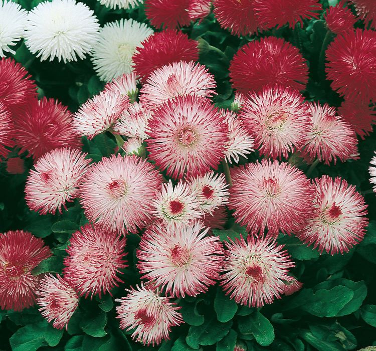 Şeker Tabağı Papatya Tohumu ( Ponpon ) - Karışık Renkli - 10 Tohum - MegCiTo