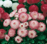 Şeker Tabağı Papatya Tohumu ( Ponpon ) - Karışık Renkli - 10 Tohum - MegCiTo