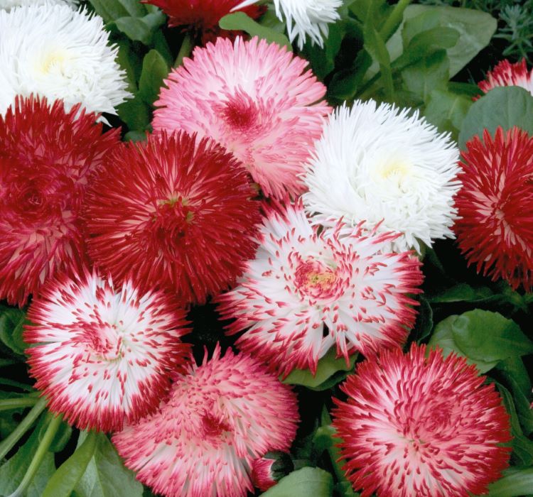 Şeker Tabağı Papatya Tohumu ( Ponpon ) - Karışık Renkli - 10 Tohum - MegCiTo