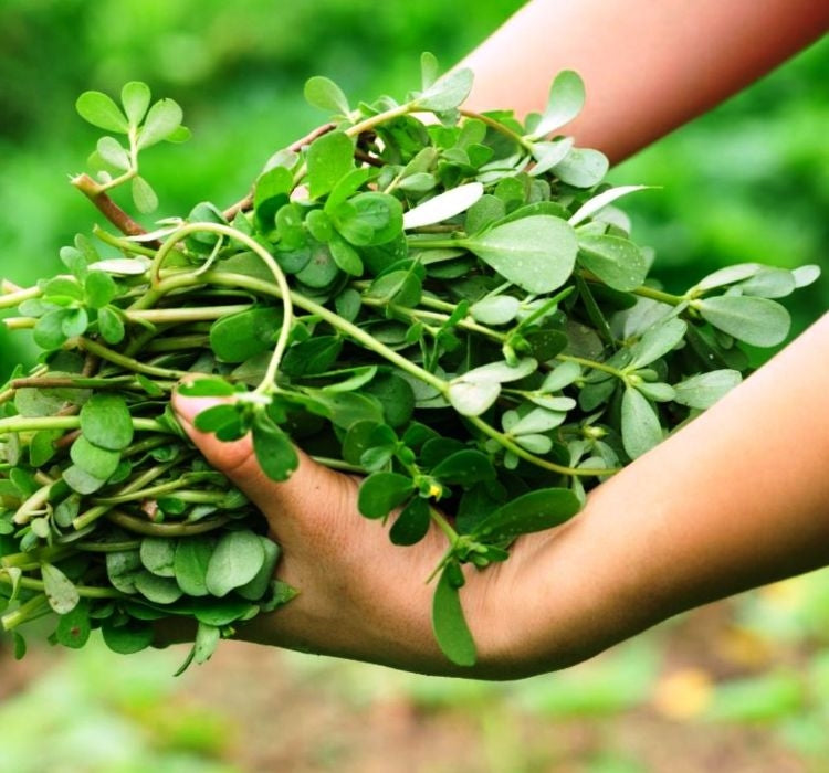 SEMİZOTU  ( ÇOKLU TOHUM ) - 5 Gram - MegCiTo