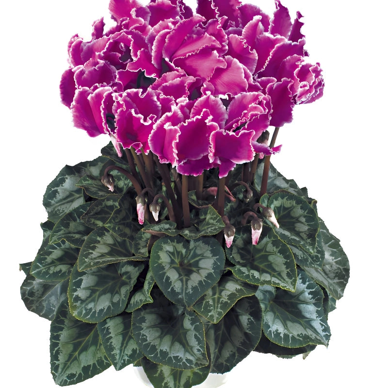 Siklamen Dalgalı Kenar Mor Renk - Saksılık 5 Tohum