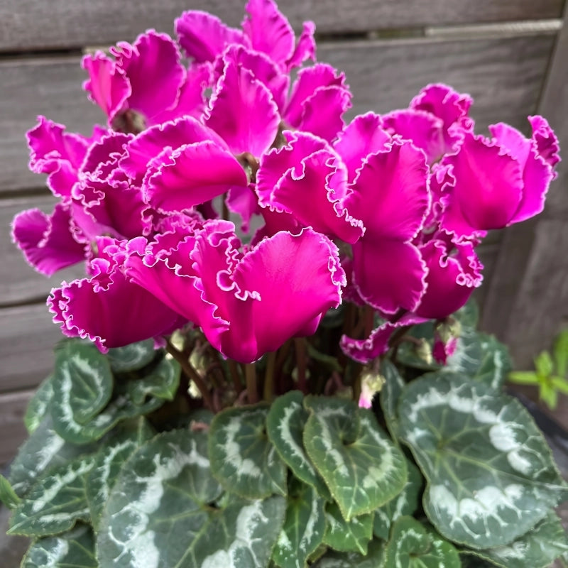 Siklamen Dalgalı Kenar Mor Renk - Saksılık 5 Tohum