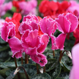 Siklamen Dalgalı Kenar Mor Renk - Saksılık 5 Tohum