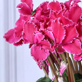 Siklamen Dalgalı Kenar Mor Renk - Saksılık 5 Tohum