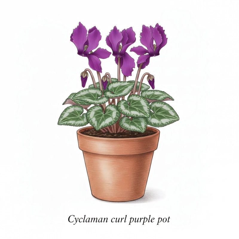 Siklamen Dalgalı Kenar Mor Renk - Saksılık 5 Tohum