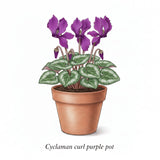 Siklamen Dalgalı Kenar Mor Renk - Saksılık 5 Tohum