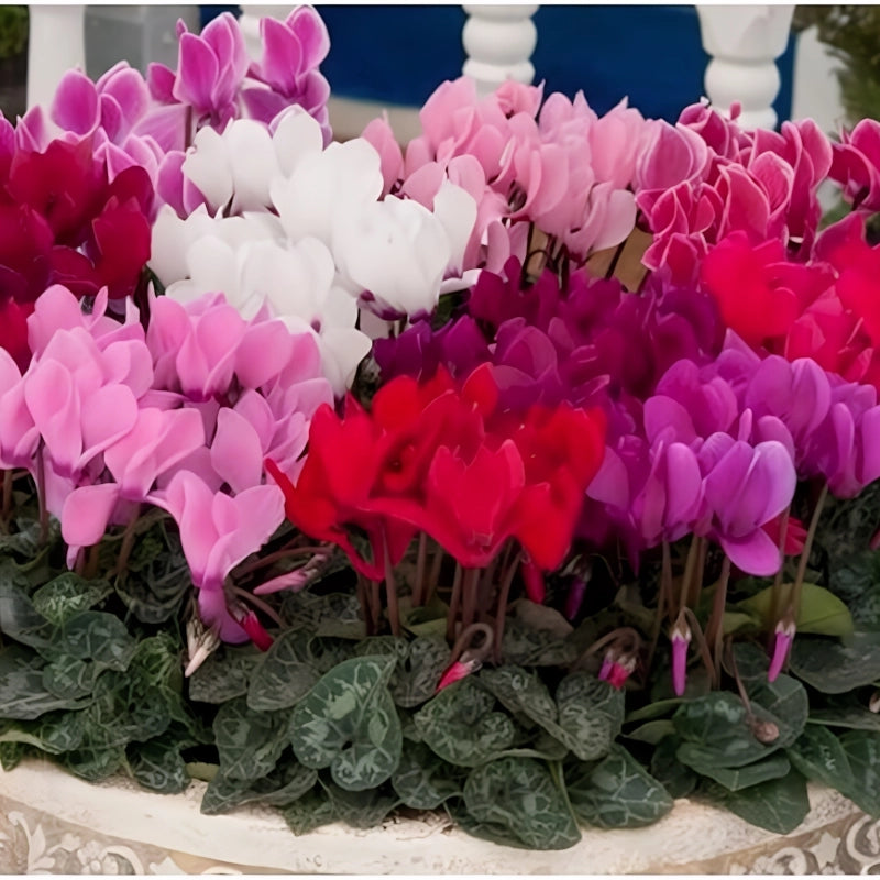 Siklamen Karışık Renk - Saksılık 5 Tohum