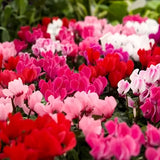 Siklamen Karışık Renk - Saksılık 5 Tohum