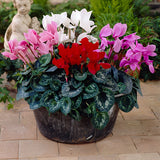 Siklamen Karışık Renk - Saksılık 5 Tohum