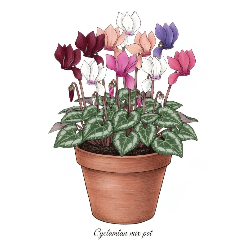 Siklamen Karışık Renk - Saksılık 5 Tohum
