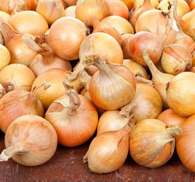 SOĞAN ( ÇOKLU TOHUM ) - 5 Gram - MegCiTo