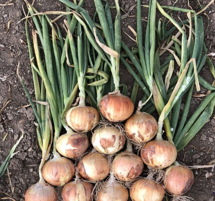 SOĞAN ( ÇOKLU TOHUM ) - 5 Gram - MegCiTo