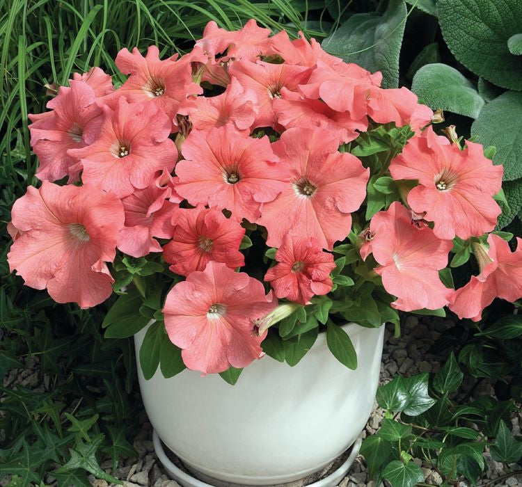 Petunya Çiçeği Tohumu ( İri çiçekli Bodur ) Somon Renkli - 15 Tohum - MegCiTo