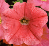 Petunya Çiçeği Tohumu ( İri çiçekli Bodur ) Somon Renkli - 15 Tohum - MegCiTo