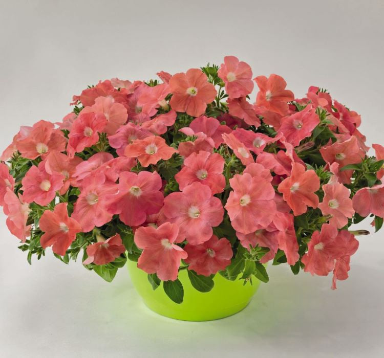 Petunya Çiçeği Tohumu ( İri çiçekli Bodur ) Somon Renkli - 15 Tohum - MegCiTo