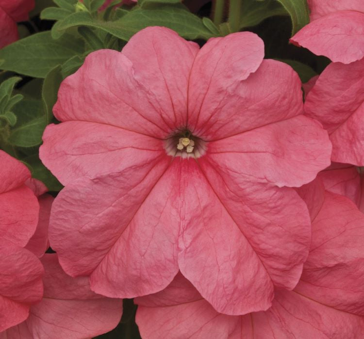 Petunya Çiçeği Tohumu ( İri çiçekli Bodur ) Somon Renkli - 15 Tohum - MegCiTo