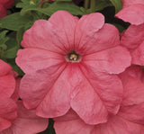 Petunya Çiçeği Tohumu ( İri çiçekli Bodur ) Somon Renkli - 15 Tohum - MegCiTo