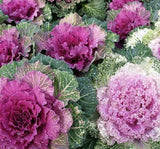 Süs Lahanası Tohumu ( Kıvırcık ) Karışık Renkli - 5 Tohum - MegCiTo