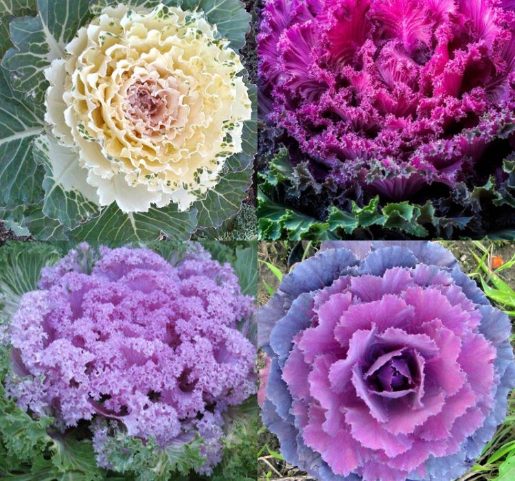 Süs Lahanası Tohumu ( Kıvırcık ) Karışık Renkli - 5 Tohum - MegCiTo