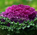 Süs Lahanası Tohumu ( Kıvırcık ) Karışık Renkli - 5 Tohum - MegCiTo