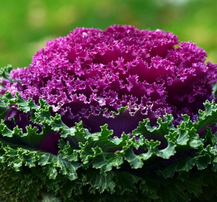 Süs Lahanası Tohumu ( Kıvırcık ) Karışık Renkli - 5 Tohum - MegCiTo