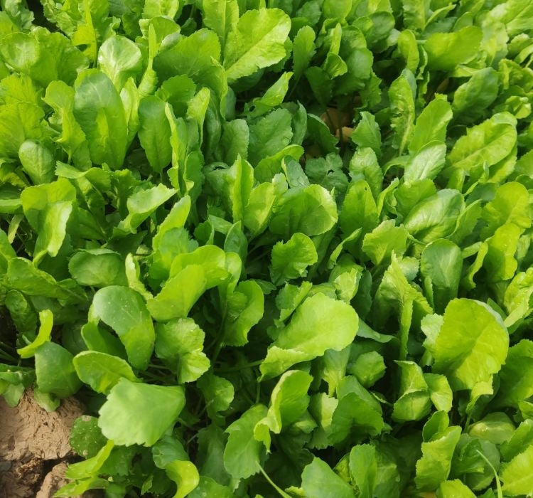 TERE İNCE ( ÇOKLU TOHUM ) - 10 Gram - MegCiTo