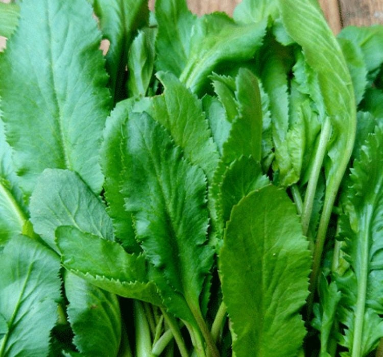 TERE İNCE ( ÇOKLU TOHUM ) - 10 Gram - MegCiTo