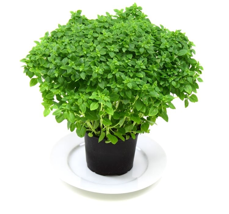 TOP REYHAN ( ÇOKLU TOHUM ) - 3 Gram - MegCiTo