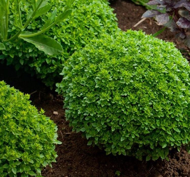 TOP REYHAN ( ÇOKLU TOHUM ) - 3 Gram - MegCiTo