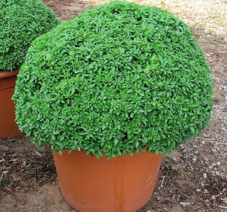 TOP REYHAN ( ÇOKLU TOHUM ) - 3 Gram - MegCiTo