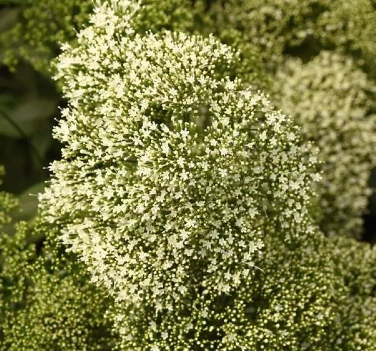 Trakelyum Tohumu ( Uzun boylu Kesmelik ) - Beyaz Renkli - 5 Tohum - MegCiTo