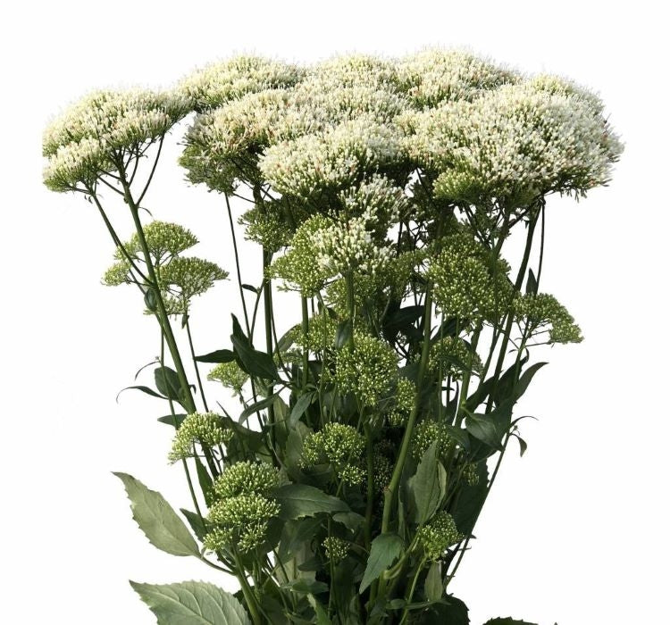 Trakelyum Tohumu ( Uzun boylu Kesmelik ) - Beyaz Renkli - 5 Tohum - MegCiTo