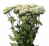 Trakelyum Tohumu ( Uzun boylu Kesmelik ) - Beyaz Renkli - 5 Tohum - MegCiTo