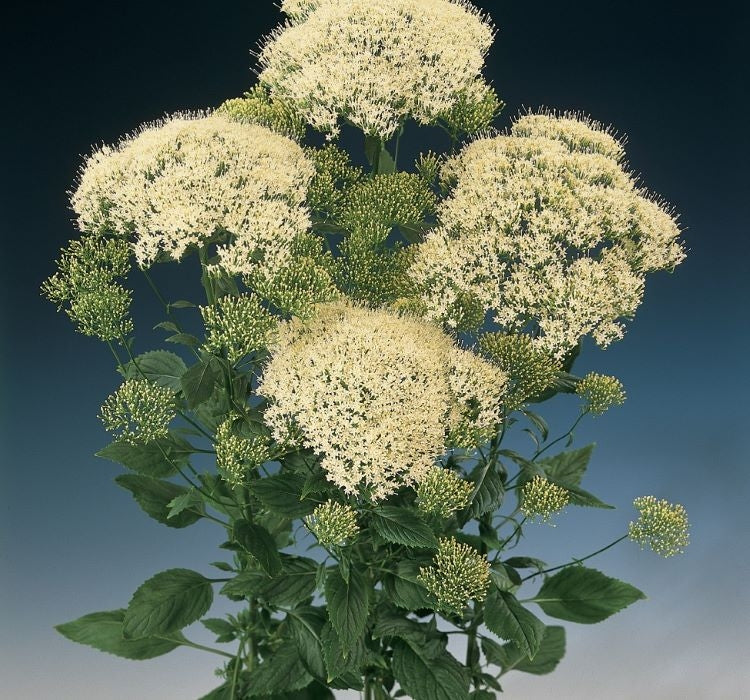 Trakelyum Tohumu ( Uzun boylu Kesmelik ) - Beyaz Renkli - 5 Tohum - MegCiTo