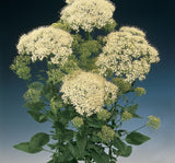 Trakelyum Tohumu ( Uzun boylu Kesmelik ) - Beyaz Renkli - 5 Tohum - MegCiTo