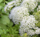 Trakelyum Tohumu ( Uzun boylu Kesmelik ) - Beyaz Renkli - 5 Tohum - MegCiTo