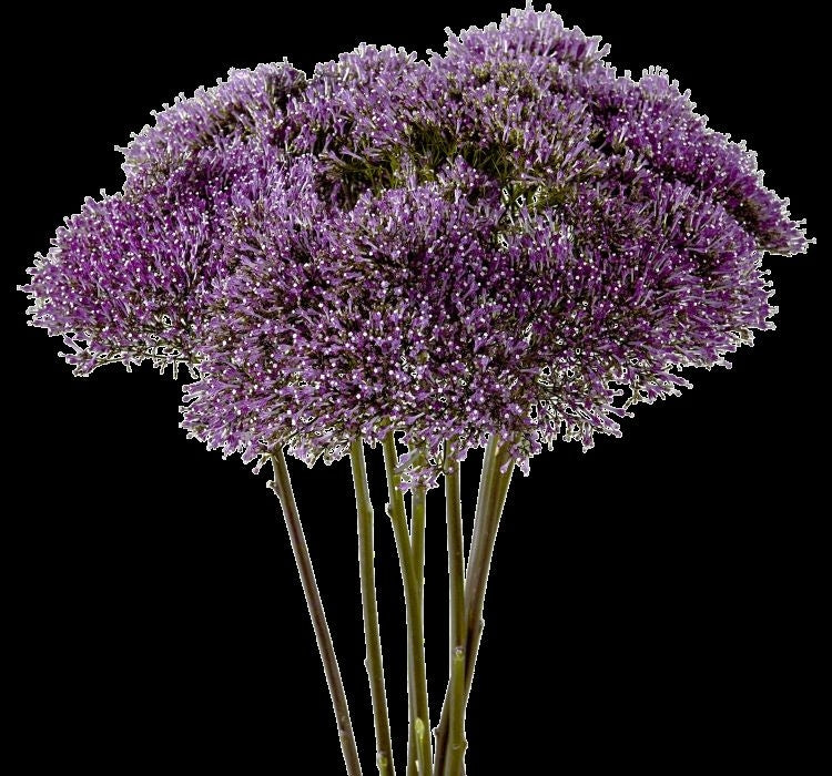 Trakelyum Tohumu ( Uzun boylu Kesmelik ) - Mor Renkli - 5 Tohum - MegCiTo