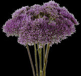 Trakelyum Tohumu ( Uzun boylu Kesmelik ) - Mor Renkli - 5 Tohum - MegCiTo