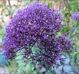 Trakelyum Tohumu ( Uzun boylu Kesmelik ) - Mor Renkli - 5 Tohum - MegCiTo