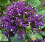 Trakelyum Tohumu ( Uzun boylu Kesmelik ) - Mor Renkli - 5 Tohum - MegCiTo